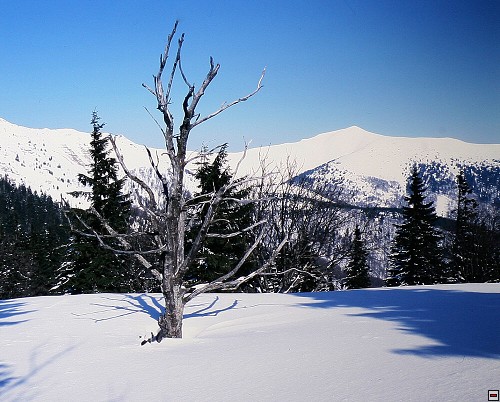 img00017.jpg