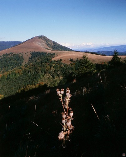 img00003.jpg