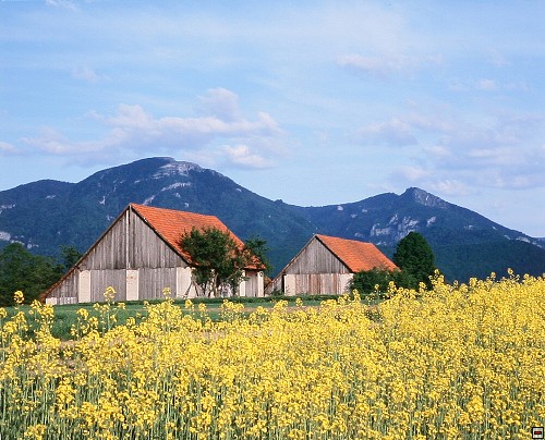 img00015.jpg