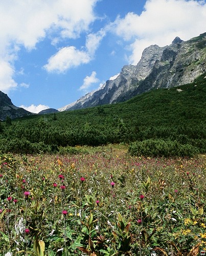 img00009.jpg