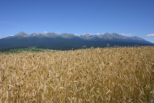 img00021.jpg