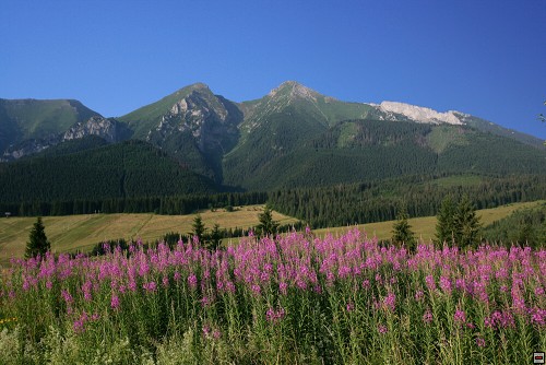 img00094.jpg