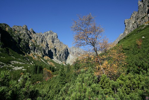 img00115.jpg
