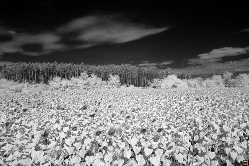 img00042.jpg