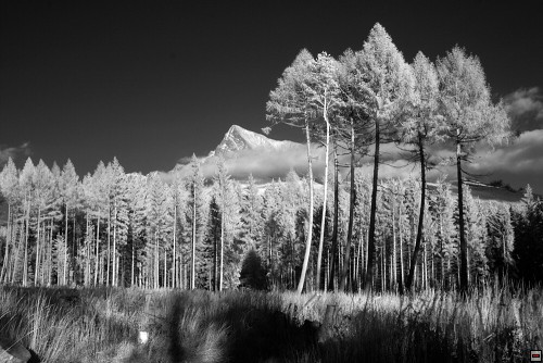 img00071.jpg