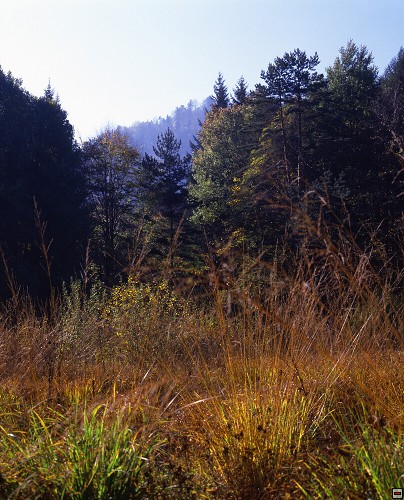 img00043.jpg