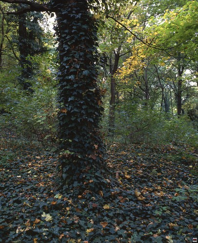 img00044.jpg