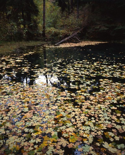 img00050.jpg