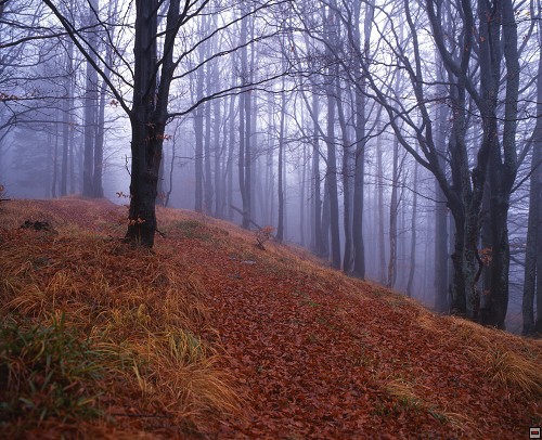 img00051.jpg