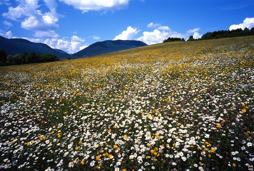 img00060.jpg