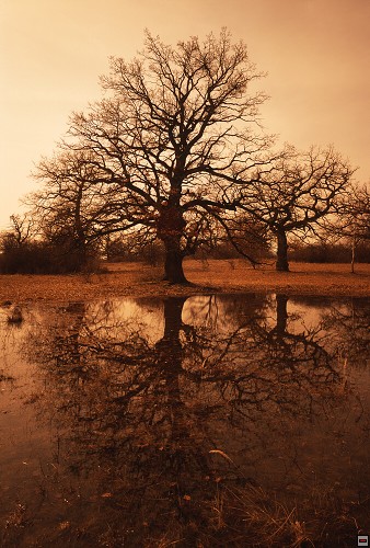 img00098.jpg