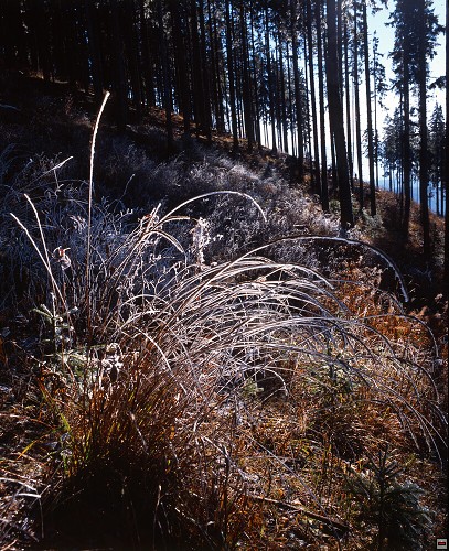 img00099.jpg