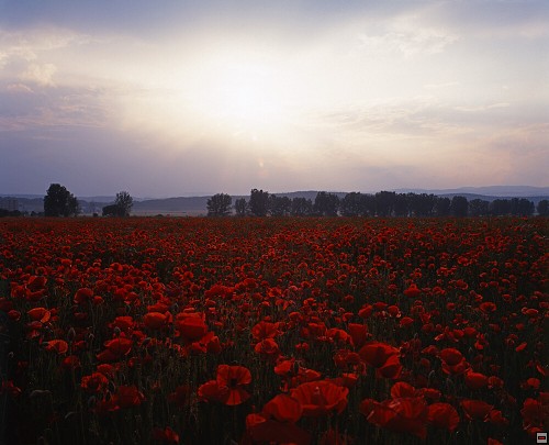 img00101.jpg