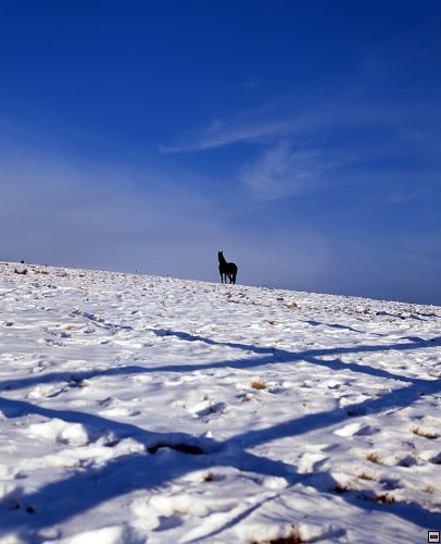 img00103.jpg
