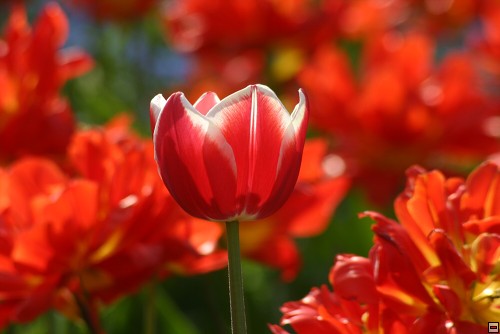 img00117.jpg