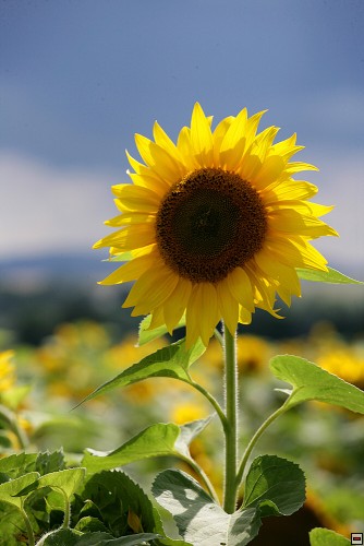 img00132.jpg